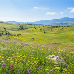 Doğa Restorasyonu-Mera