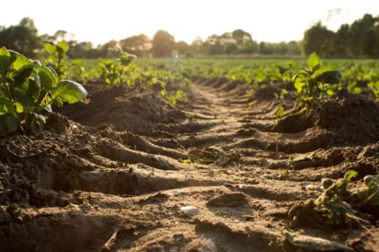 soil degradation
