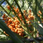 Palm Oil-Palm Yağı