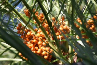Palm Oil-Palm Yağı