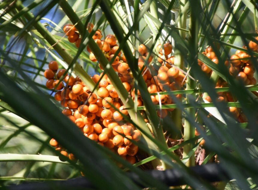 Palm Oil-Palm Yağı